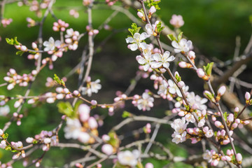 Blossom cherry