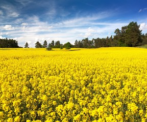 Obraz premium Field of rapeseed, canola or colza