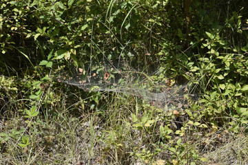 Spiders web of wolves on plants. Hunting spider web.