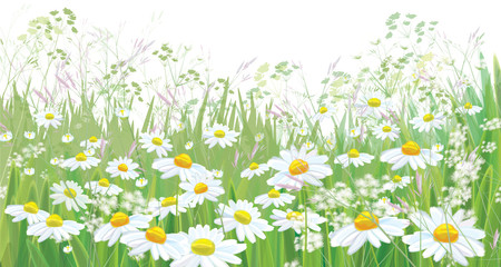 Obraz na płótnie Canvas Vector blossoming daisy flowers field, nature border isolated.