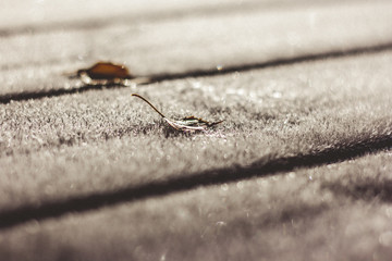 Frosty morning