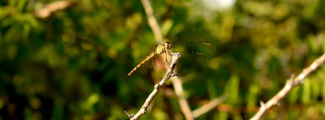 Dragonfly