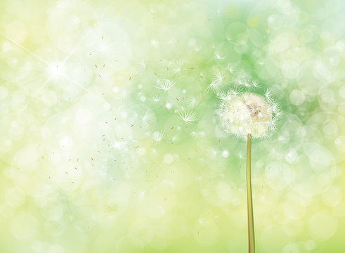 Vector spring bokeh background with white dandelion.