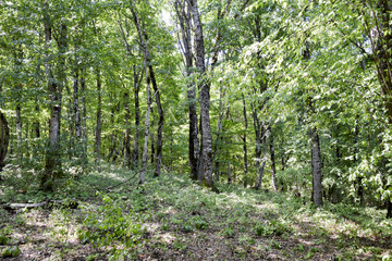 Fototapeta premium Forest in the mountains. Dark a forest