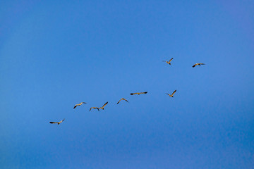 Group of seagulls flying against clean blue sky background