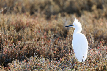 Snowy Egret (Egretta thula) with wisply plumes on head on the hunt. Shoreline Lake, Mountain View, Santa Clara County, California, USA.