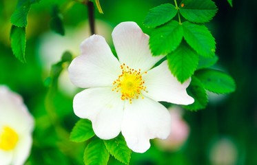 Weiße Heckenrose oder Hundsrose oder Hunds-Rose oder Hagrose (Rosa canina) auf der Insel Helgoland in der Nordsee, Schleswig-Holstein, Deutschland, Europa