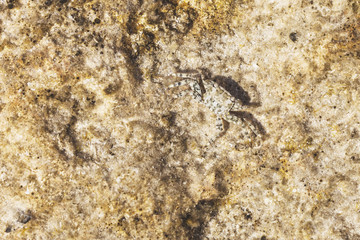  Crab is masked by the texture of the stone. Mimicry.