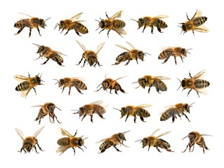 group of bee or honeybee on white background, honey bees