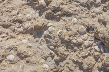 Fototapeta na wymiar sandstone with interspersed sea shells