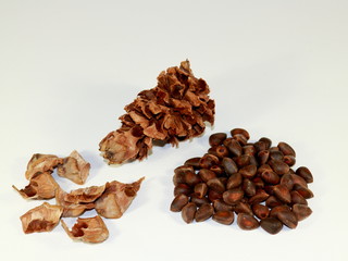 A set of different parts of a broken cedar cone