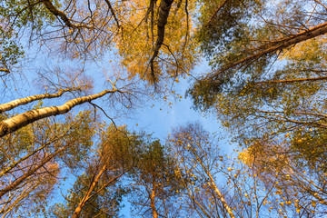 Tall trees forest viewed from below.