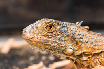 A brown Iguana