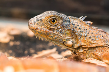 A brown Iguana