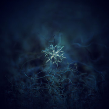 Snowflake glowing on dark blue textured background. Macro photo of real snow crystal: stellar dendrite snowflake with thin, transparent arms, elegant shape and complex hexagonal structure.