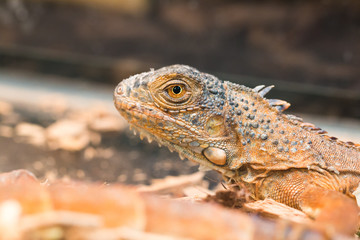 A brown Iguana