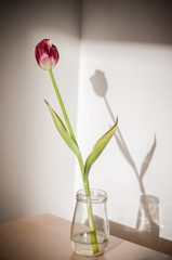 tulipano rosso  con l' ombra riflessa sulla parete