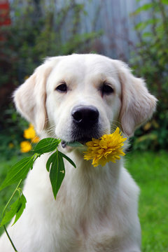 pedigree white dog Golden Retriever with yellow flower rudbeckia in hish teeth