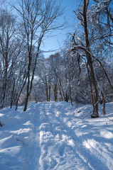 Fototapeta premium winter, snow, forest road in the snow, trees, sunny winter day in the forest, the sun