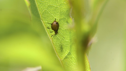 Insect bug on a plant leaf, Close up, macro. Insect in the natural environment.