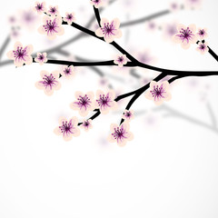 Beautiful cherry blossom illustration