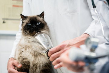 Tierarzt untersucht Katze in seiner Praxis auf Krankheiten 