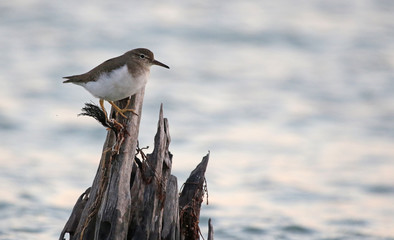 A Spotted Sandpiper (Actitis macularius) sitting on a post.  Shot at Historic Virginia Key Beach Park in Miami, Florida..