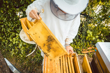Imker halt Bienenwabe mit Bienen in der Hand und prüft sie