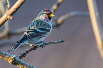 Common redpoll on a branch 