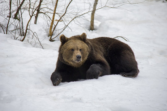 Lazy Brown Bear lying on the snow. Bavarian Forest National Park.