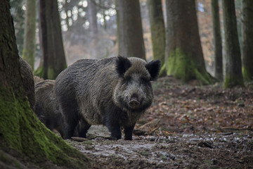 Naklejka na ściany i meble Portrait of Wild Boar in forest. Bavarian Forest National Park.