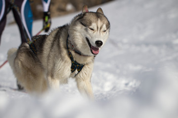 Racing on dogs, dog in harness