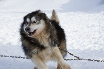 Dog on the chain in winter