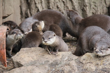 Baby otters. Otter´s family.