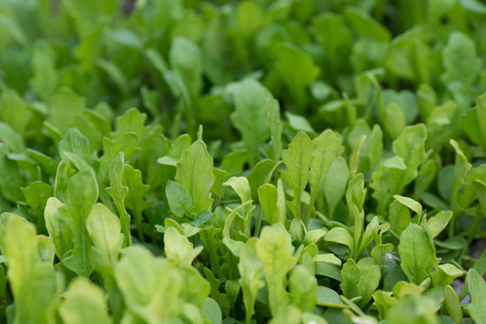 Leaves of organic arugula close up - Leaves of organic rucula close up.