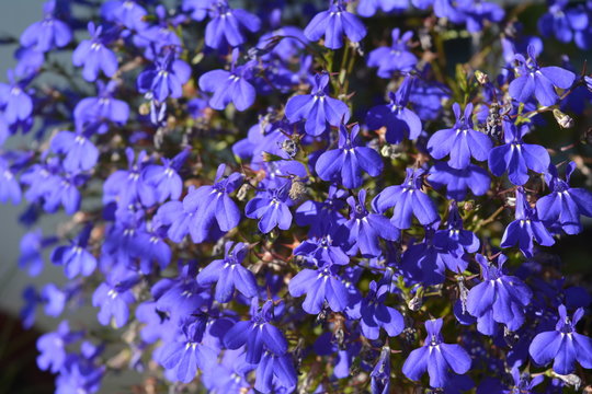 Fototapeta Blue flowers of lobelia. Balcony greening.