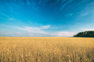 Landscape Of Young Summer Yellow Sprouts Of Wheat In Field Under