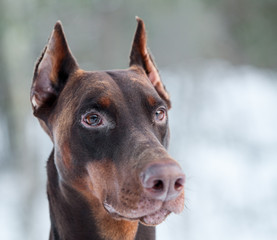 Brown doberman dog muzzle with watchful ears