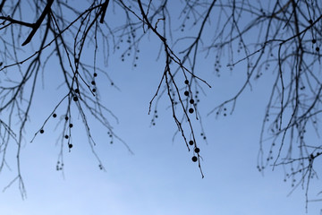 Bare tree branches against bright blue sky. Selective focus, copy space.