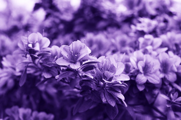 Fototapeta na wymiar Flowers in ultra violet color.