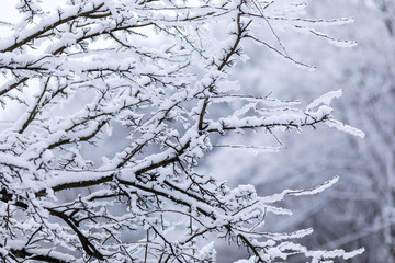 Winter season in Poland. Tree branches covered with snow in the park during the heavy snowfall in Gdynia