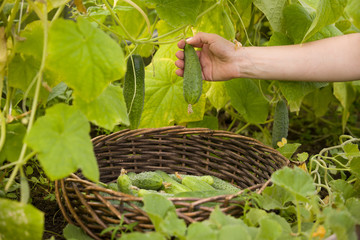 Closeup of woman's hands with plastic basket picking up organic cucumbers in the greenhouse. Healthy eating. Gardening and agriculture concept.