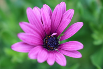 Obraz premium Plus qu'une marguerite!