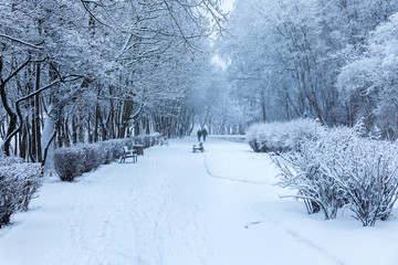 Winter season in Poland. Trees in the park during the heavy snowfall in Gdynia