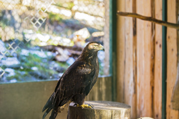 The beautiful and endangered Golden Eagle or Aquila Chrysaetos. Carpathian eagle at the zoo