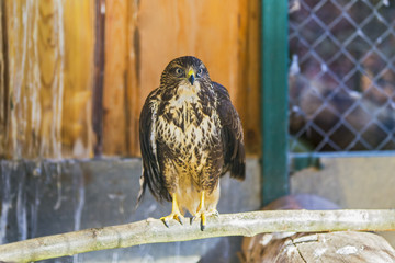 Common buzzard (buteo buteo)
