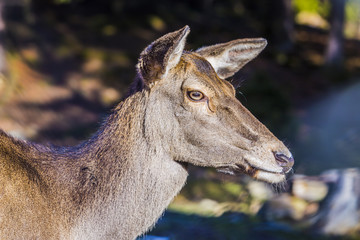 Female Red Deer