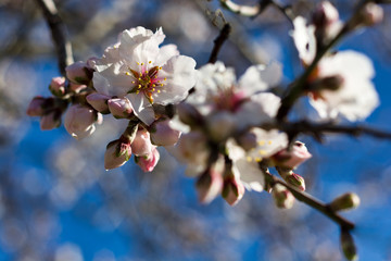 Almond flowers in Mallorca. Almond trees in february. Spain. Nice white fields.