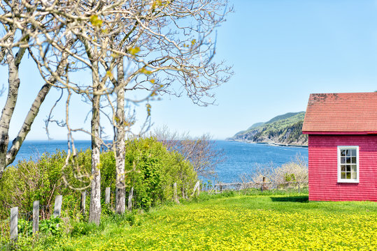 Red painted shed with yellow dandelion flowers and view of Saint Lawrence river in La Martre in the Gaspe Peninsula, Quebec, Canada, Gaspesie region, window