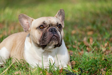 Fototapeta premium The cute French Bulldog